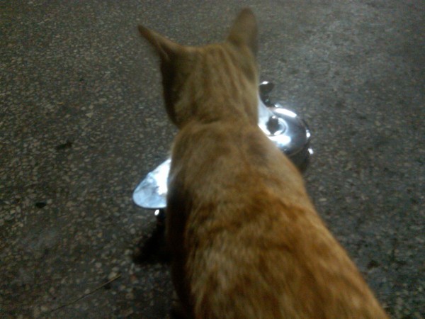 IMG00191-20110711-2233.jpg (688.71 KiB) Viewed 461508 times The workshop cat liked it, too!